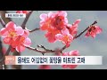 BBS뉴스 화엄사 각황전 홍매화에 바친 헌정의 음악회 BBS뉴스 화엄사 각황전 홍매화에 바친 헌정의 음악회