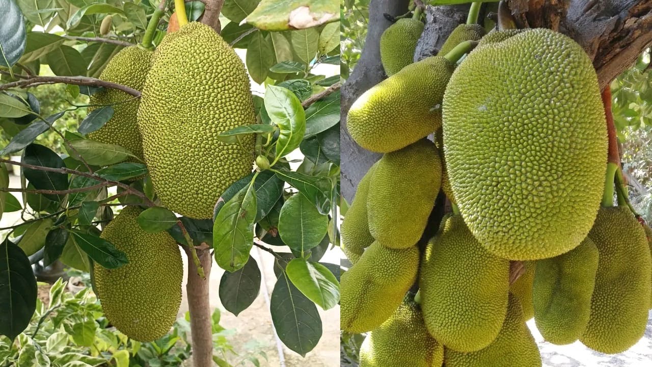 CONOCE EL ÁRBOL DE LA FRUTA MAS GRANDE DEL MUNDO YACA , JACKFRUIT, COMO CONOCE EL ÁRBOL DE LA FRUTA MAS GRANDE DEL MUNDO YACA , JACKFRUIT, COMO