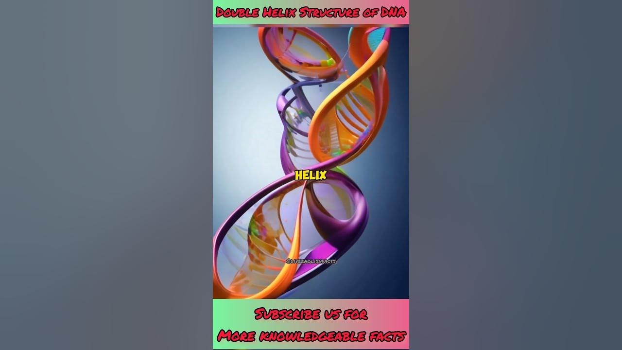 DNA Double Helix Structure | HHMI BioInteractive Video - YouTube