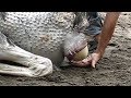 Giant Bird Egg Laying Process - Eggs Ostrich