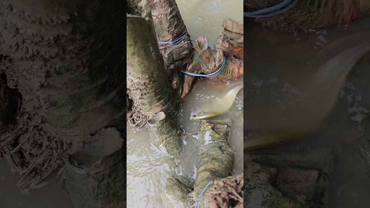 Amazing Bamboo Fishing Technique