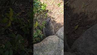 Face Of The Groundhog #shorts