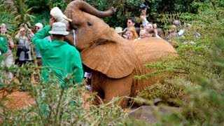 African Elephants - Orphaned by Poachers (HD)