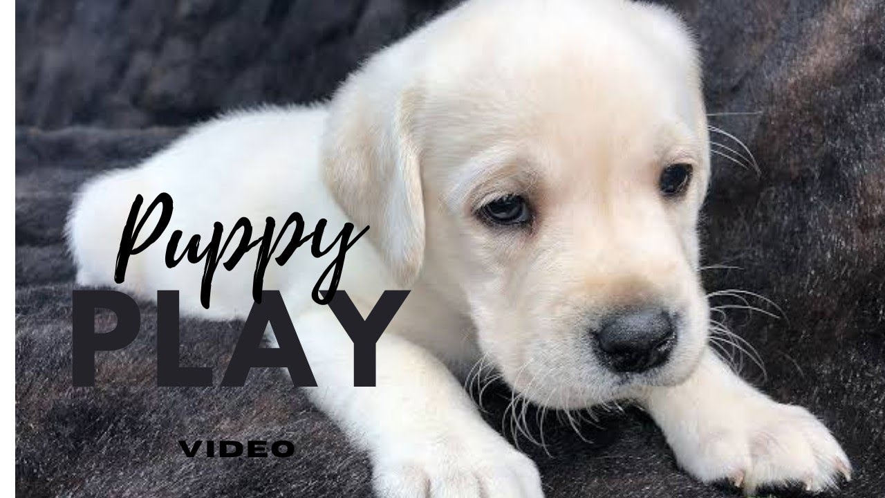 Cute Puppy Dog Video | with song status | labarador puppy video | funny dog video | best dog breed|