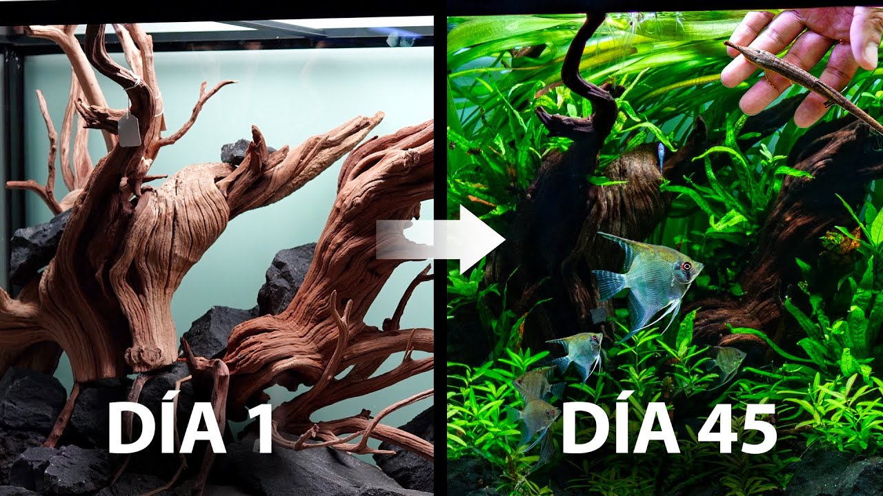 La EVOLUCIÓN de un ACUARIO en 45 DÍAS | Desde cero