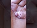 Bebê periquito com 3 dias de vida #viralvideo #birds #petsfofinhos #pets #periquitosaustralianos