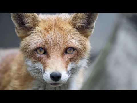 The Cruelty Behind Fur Free