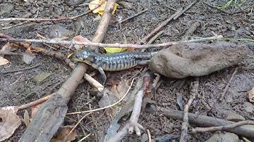 Lab 07 Video Example 02