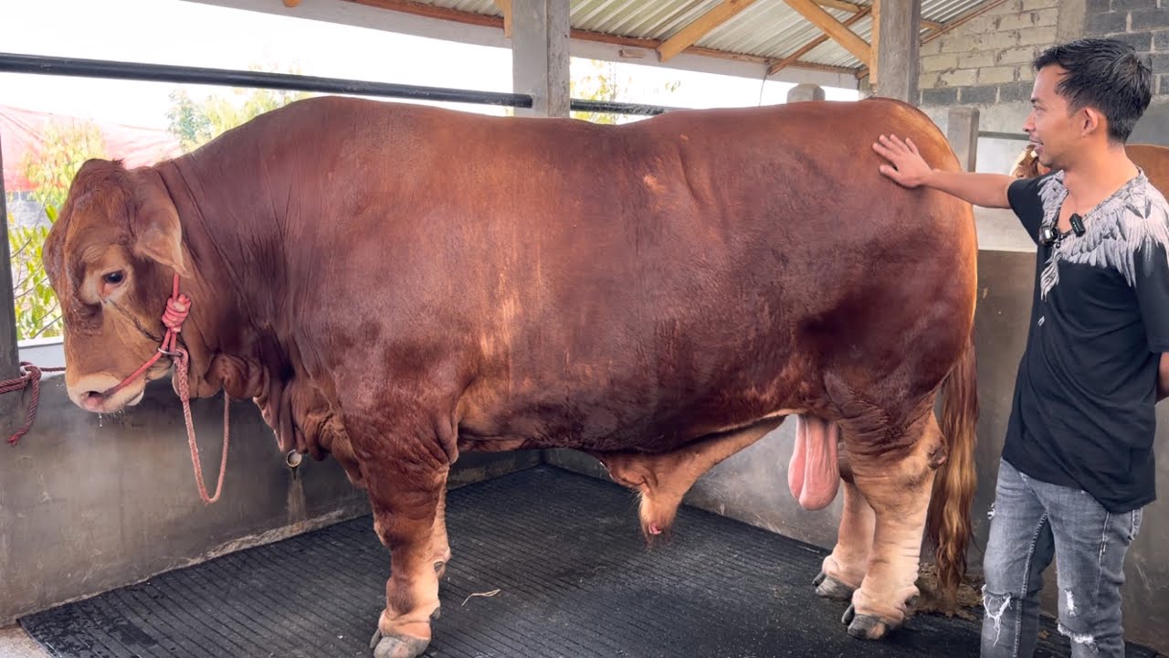 Экскурсия по огромному коровнику с хозяином оказалась настоящим золотым магнатом ‼️🔥🔥🔥