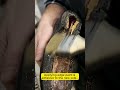 John Lobb Chelsea Boots Heel Restoration 🔨 | Satisfying Cobbling ASMR #asmr #restoration #relax