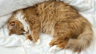 🎧2 Stunden Katzen Schnurren - Einschlafen | Entspannen | Meditieren