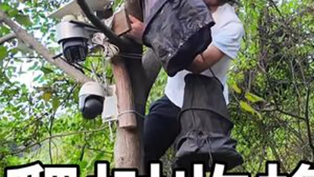 躺着收蜂，不同两个地方两群蜂怎么组建双王群。#攀树 #野外 #躺着收蜂 #收蜂 #双王群组建 #养蜂技术分享 #蜜蜂过箱 #养蜂人邓师傅 #中蜂养殖 #爬树收蜂