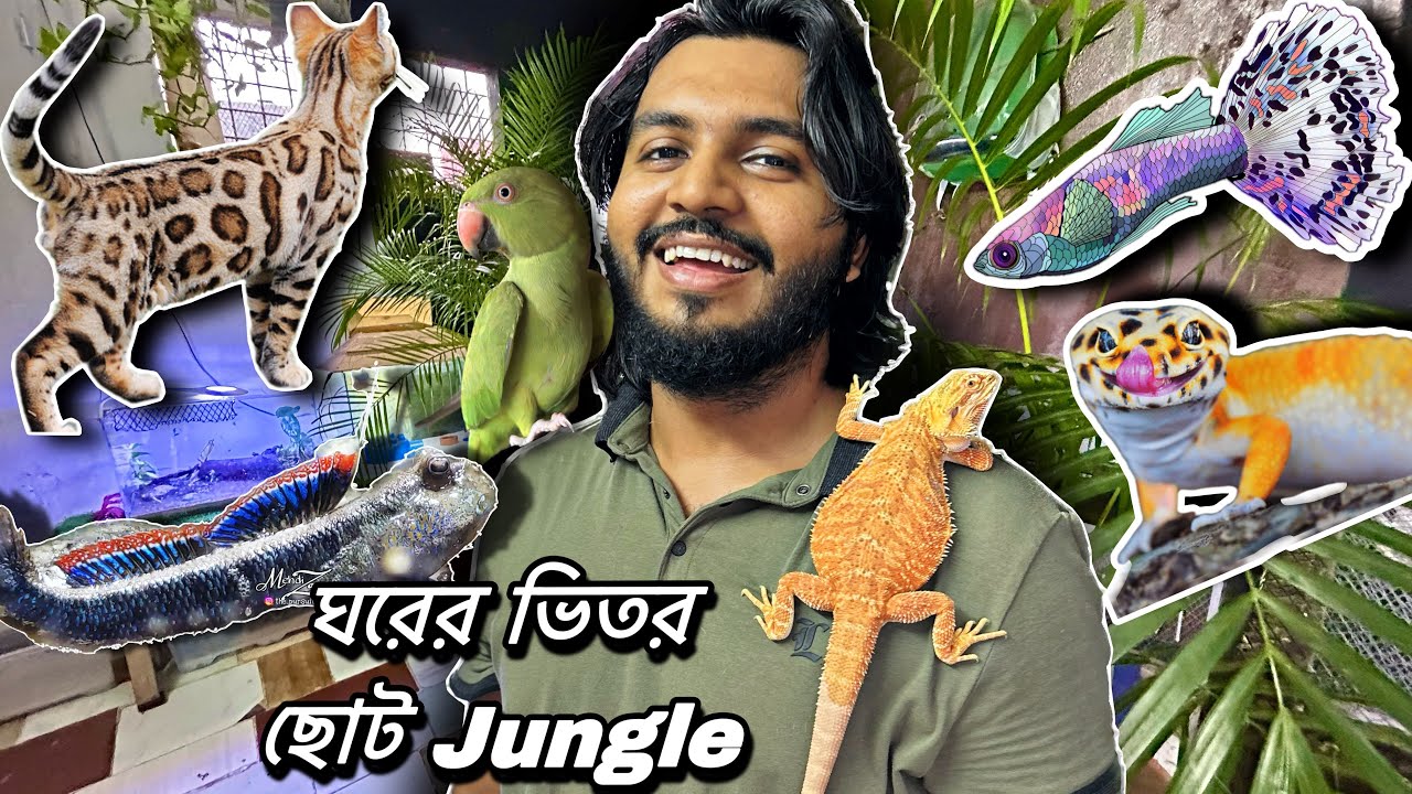 ছাদে সব অদ্ভুদ পশু পাখি ও মাছ এর জঙ্গল বানিয়েছি