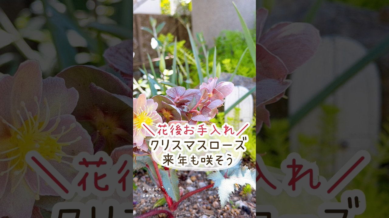 クリスマスローズ花後お手入れ