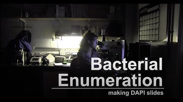 DAPI slide preparation