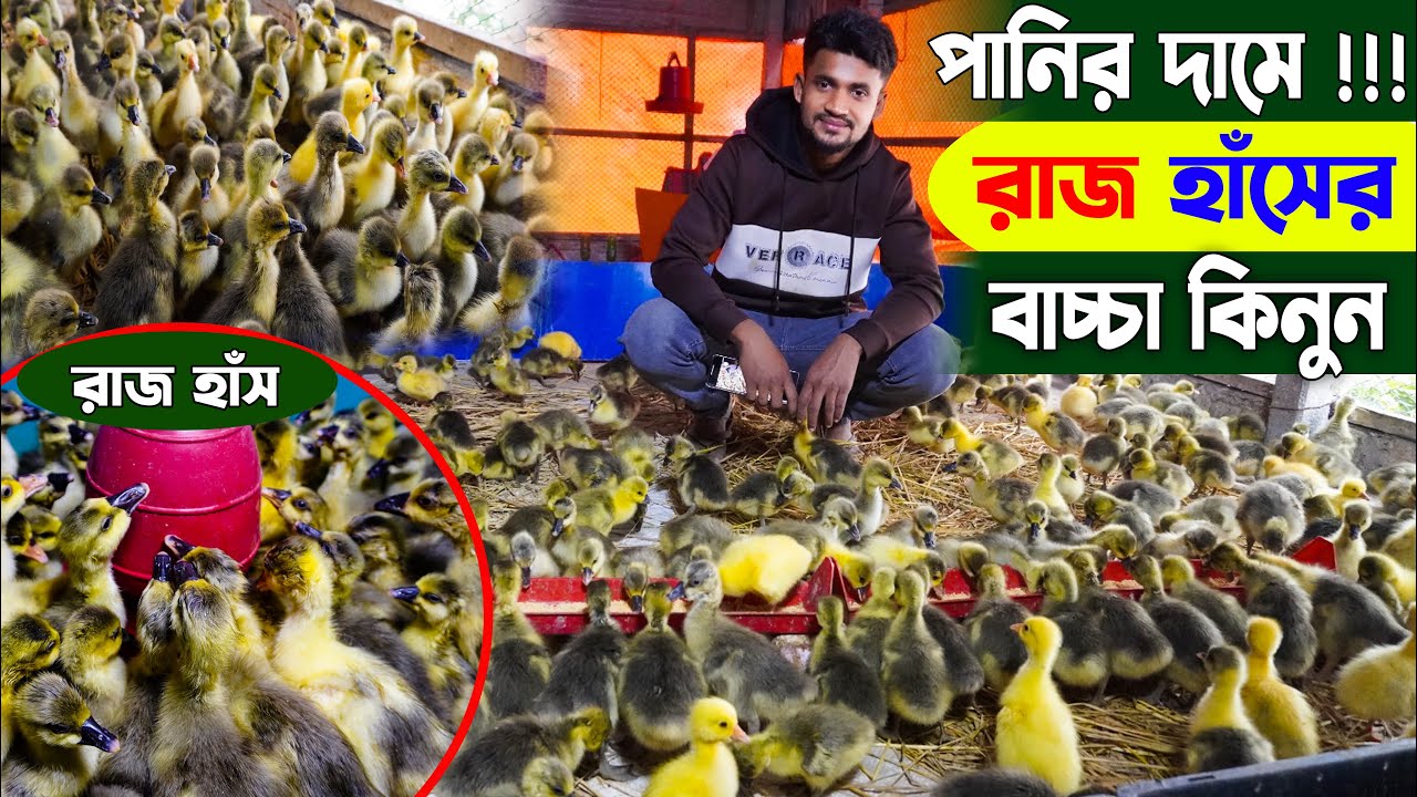রাজহাঁসের বাচ্চা কিনুন পানির দামে | রাজহাঁসের বাচ্চা | Swan farm | PoultryFarming | Khamar Bangla 24