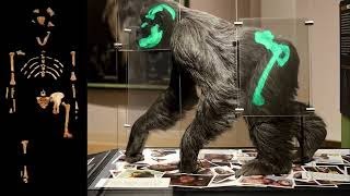Celebrity Lucy the Australopithecus Debunked in 11 Minutes Net Worth