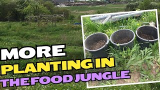 LOTS OF PLANTING GOING ON IN MY PERMACULTURE FOOD FOREST THIS WEEK. LAVENDER, PAWPAWS and POTATOES