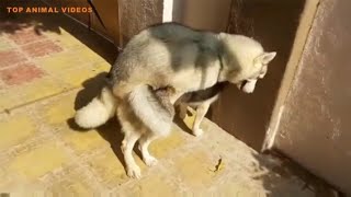 Powerful Dog Mating!dog mating || dog meeting funny vidéo || dog mating first time 2023