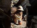 🐿️ Raiders of the Lost Acorn