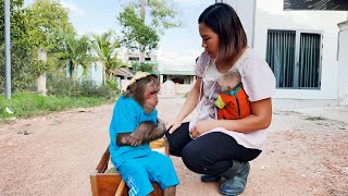 Download Lagu Baby monkey told Mom CUTIS sell jackfruit \u0026 unbelievable ending happened😰 MP3 Download Lagu Baby monkey told Mom CUTIS sell jackfruit \u0026 unbelievable ending happened😰 MP3