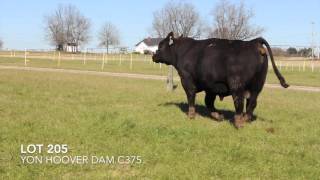 Lot 205 Yon Hoover Dam C375