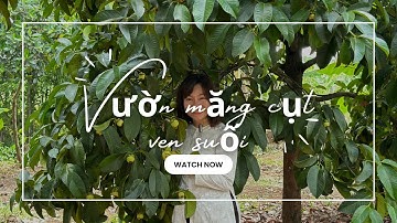 Vườn măng cụt, chôm chôm, mít trái sum xuê giáp suối cần bán gấp giá chỉ 1 triệu 2 m2, tiềm năng cao