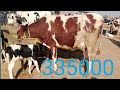 Australian Friesisn Khanghar Cow 6 Kg Milk 2Mah Ki Preagnat 25 December 2025 Sialvi Animals 