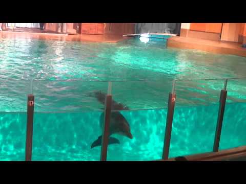 Video: Kuinka Kommunikoida Delfiinin Kanssa