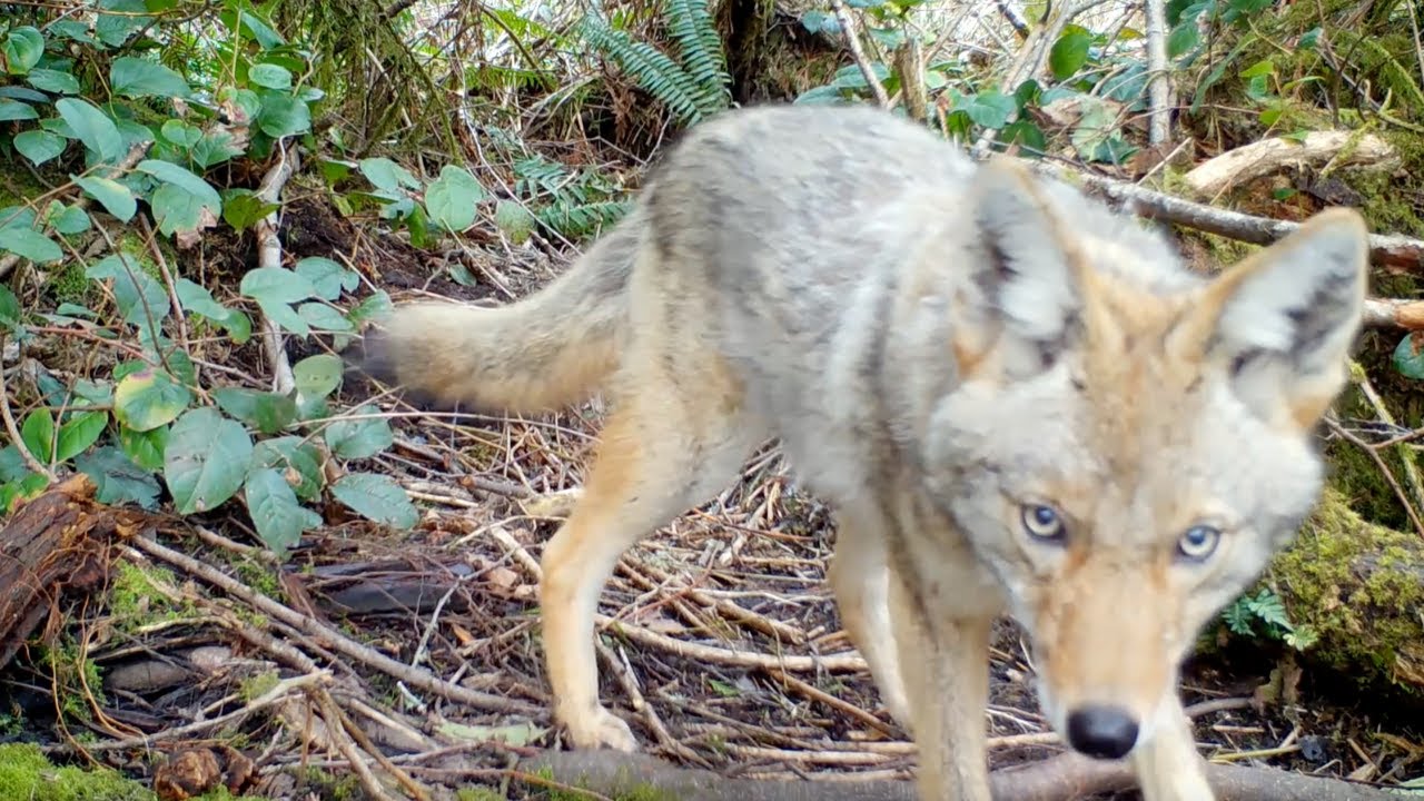 Can You Identify These 13 Animals on IslandWood's Bainbridge Island