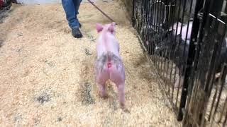 79-4 x gilt