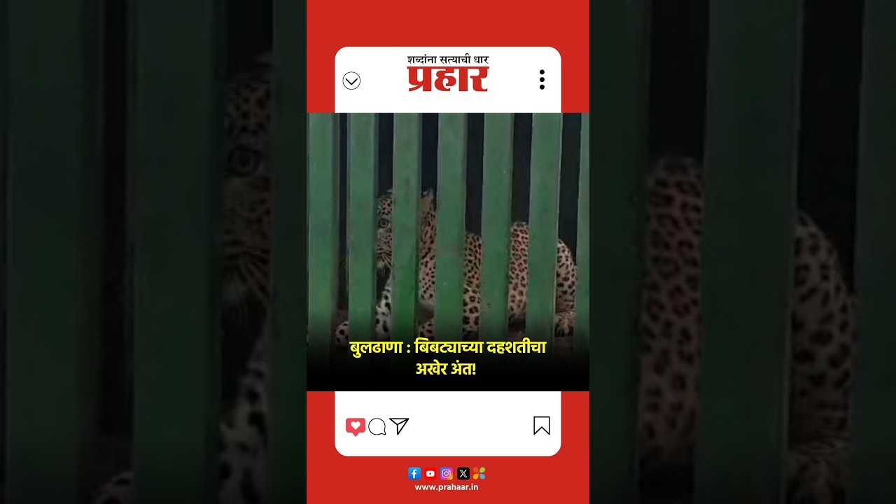 Buldhana | ११ बकऱ्या, एका वासराचा फडशा पाडणारा बिबट्या वनविभागाच्या पिंजऱ्यात जेरबंद |