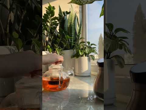 فيروز كلمات لقاءات اقتباسات