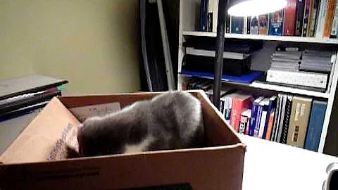 Watch the video about Scottish Fold Munchkin