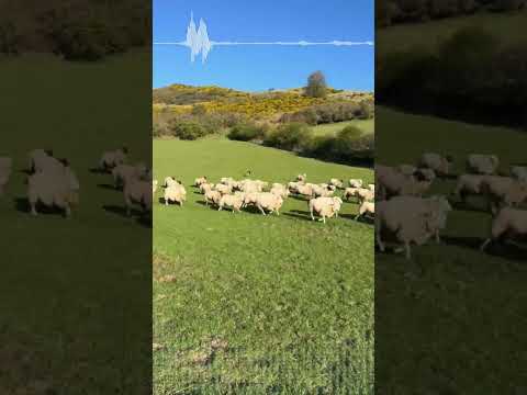 كلب   ي عد الأذكى بين جميع سلالات الكلاب