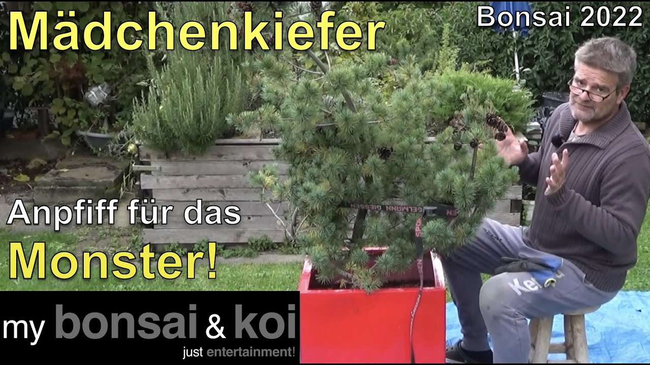 Bonsai 2022-59 - Mädchenkiefer - Pinus parviflora - das Spiel mit dem Monster beginnt!