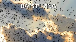 Sound Effects | Bats Flying