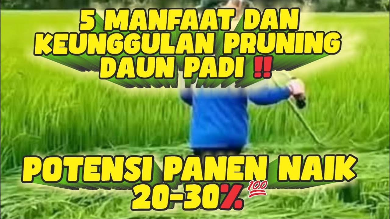 5 MANFAAT DAN KEUNGGULAN PRUNING DAUN PADI‼ POTENSI PANEN NAIK 20-30%