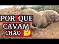 Porque os cachorros cavam