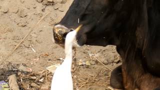 cattle egrets eats