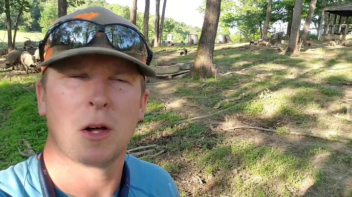 Hogs on Silvopasture!