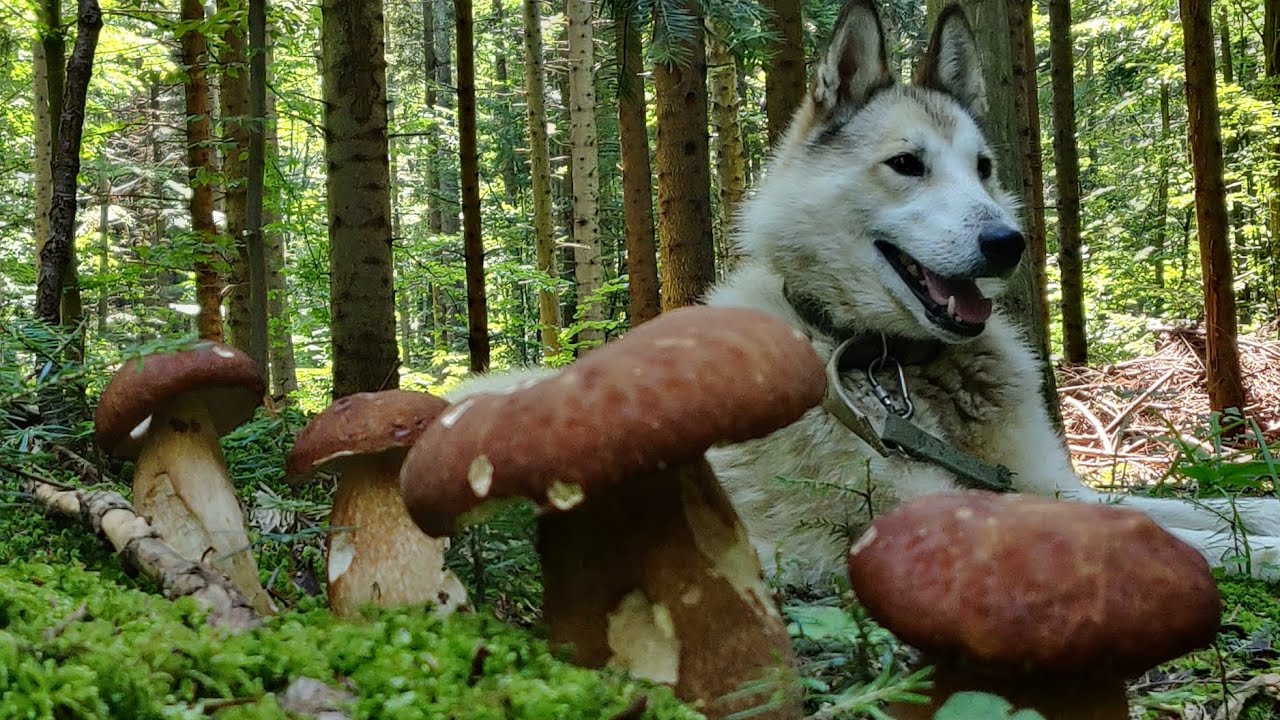 3 серпня Недоторканий ГРИБНИЙ ЛІС
