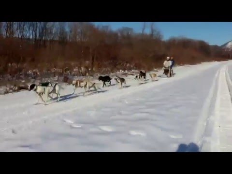 北海道十勝で本格犬ぞりツアー　DOG SELDDING in Tokachi