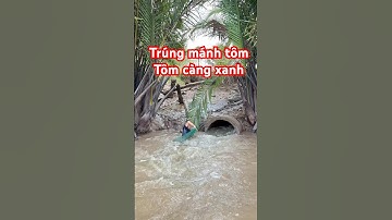 Mò tôm càn xanh sông trúng mánh luôn #shortvideo #viral #cảnh