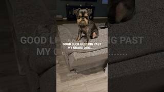 Good luck getting past my guard dog... 😂🐶 #guarddog #brusselsgriffon #trendingshorts