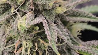Happy Valley Genetics: Another Level Pt.1   #viral #happyvalleygenetics #arcanebuds420 #DabUp