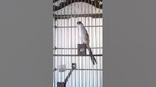 Cendet Pamekasan Gacor