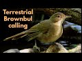 TERRESTRIAL BROWNBUL calling its churring call