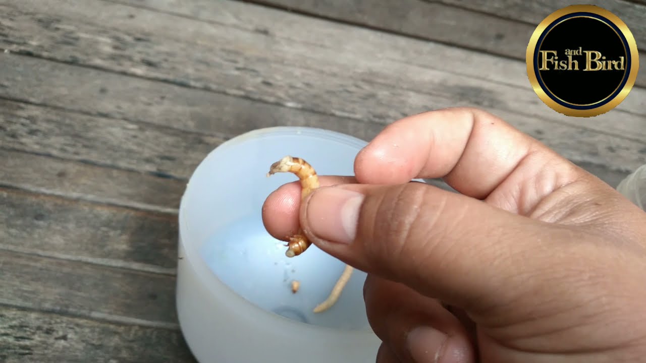 Cara Memberi Ulat Jerman pada Burung | @fishandbird4910