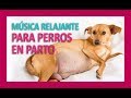 MÚSICA RELAJANTE PARA PERROS EN PARTO